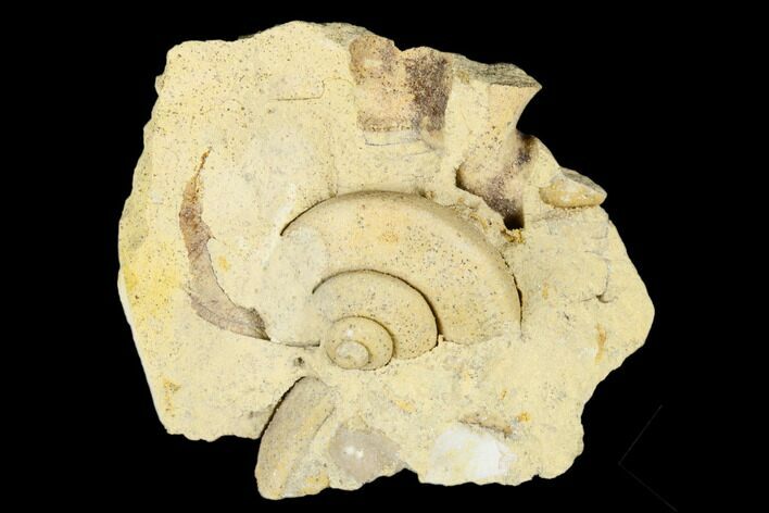 Ordovician Gastropod (Eotomaria) Fossil - Wisconsin #174386